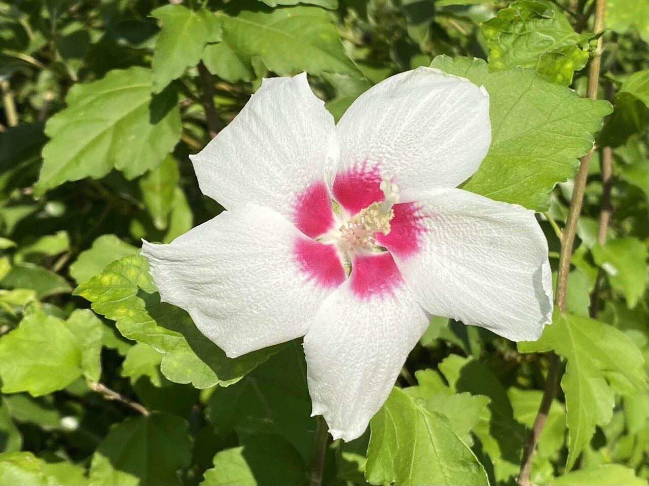オクラとムクゲの花 之哲 Yuki Satoru Note オクラとムクゲの花 之哲 Yuki Satoru Note