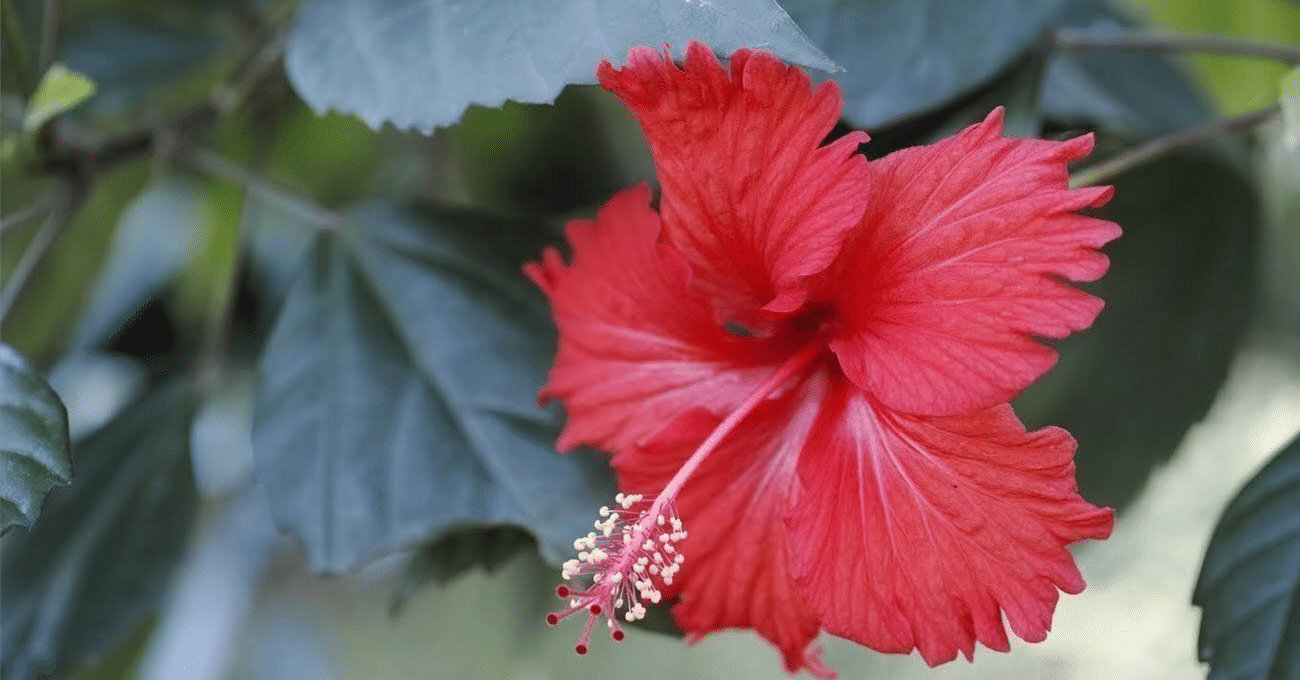 南国鹿児島の南国ぽい植物の話ーハイビスカスと 大雨時行 たいうときどきおこなう Haco ガーデンプランナー 庭のある暮らし植物のある暮らし Note 南国鹿児島の南国ぽい植物の話ーハイビスカスと 大雨時行 たいうときどきおこなう Haco ガーデンプランナー 庭のある暮らし植物のある暮らし Note