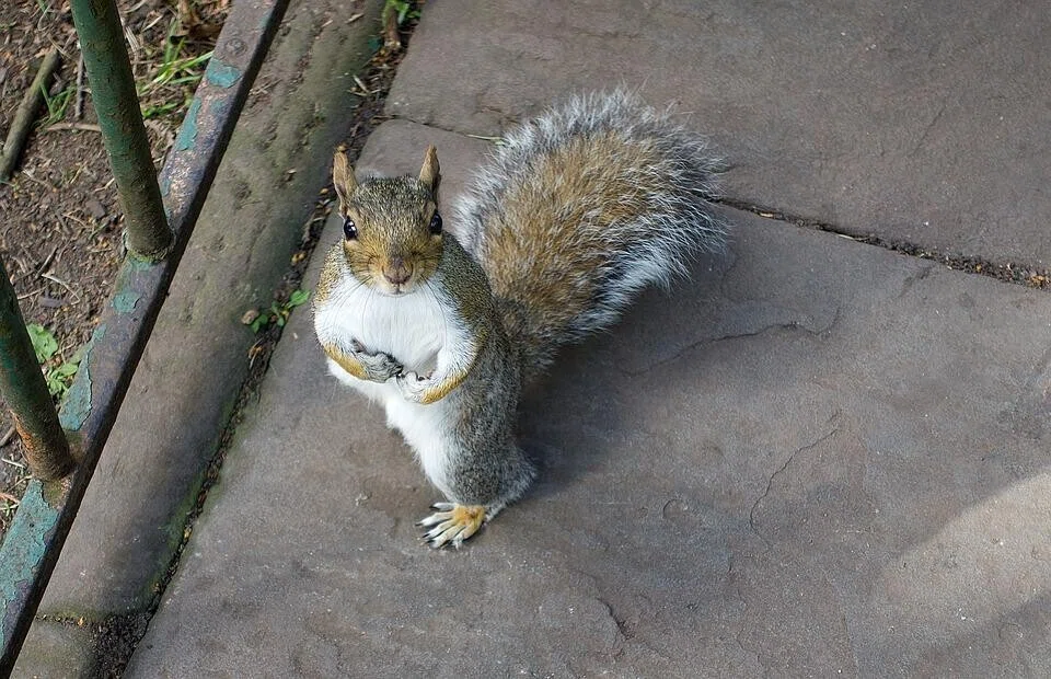 リス・無垢・拒否・立ち上がる・見上げる・見下ろす・公園