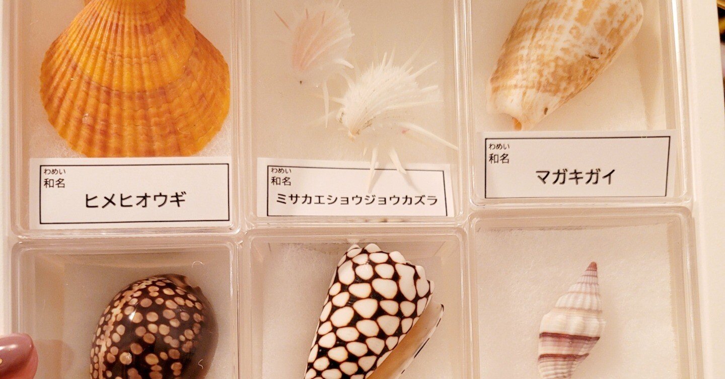 貝　まとめ売り オンラインで！！“とっておきの貝殻コレクションづくり”に参加しました