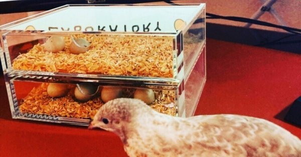 ひめうずら飼育カリキュラム｜ひめうずら研究室｜note