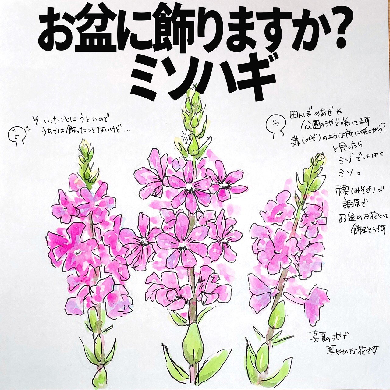 お盆に飾りますか ミソハギ 自然ガイドのネタ帳 くますけ Note