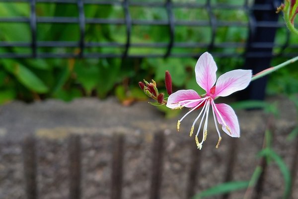 ハツユキソウ の新着タグ記事一覧 Note つくる つながる とどける ハツユキソウ の新着タグ記事一覧 Note つくる つながる とどける