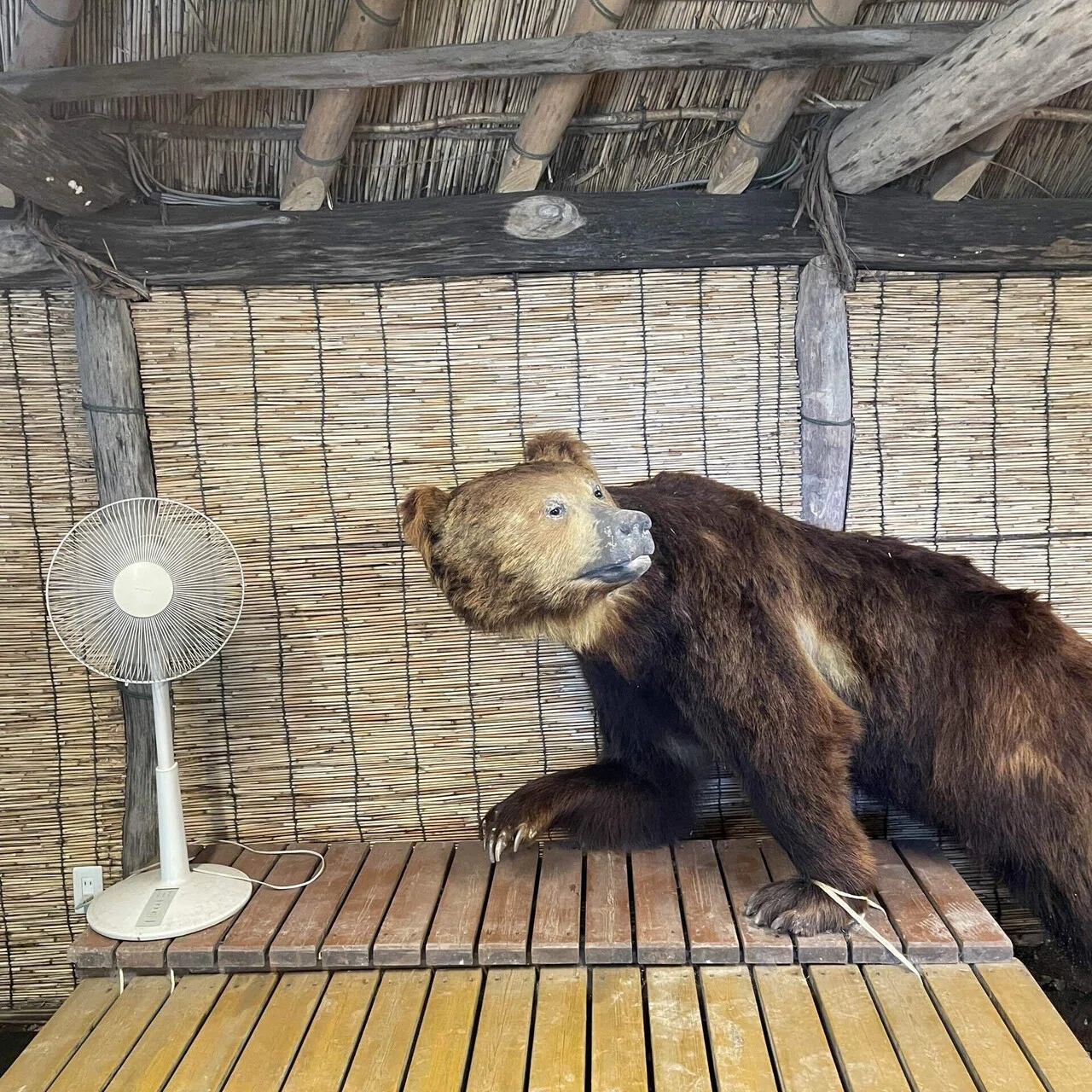 北海道クマ旅 03 】 クマ、だけじゃない。博物館もいいんだ、クマ牧場