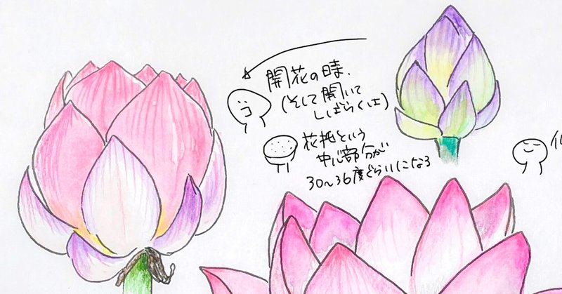 ハスは開花の時に発熱する 自然ガイドのネタ帳 くますけ Note