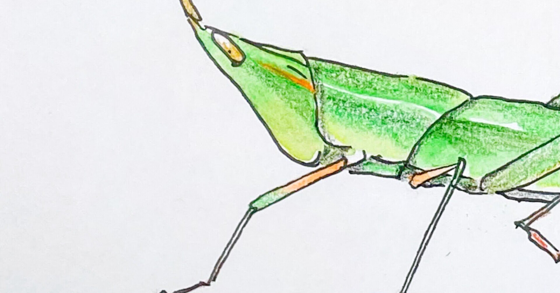 この顔が魅力のショウリョウバッタ 自然ガイドのネタ帳 くますけ Note この顔が魅力のショウリョウバッタ 自然ガイドのネタ帳 くますけ Note
