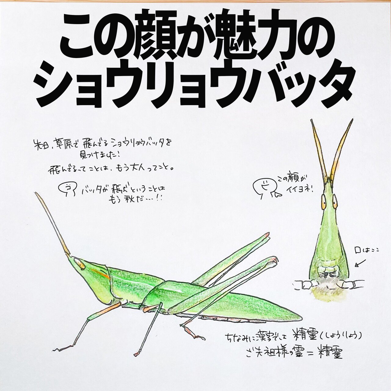 この顔が魅力のショウリョウバッタ 自然ガイドのネタ帳 くますけ Note