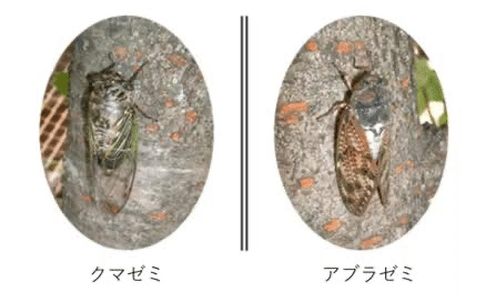 道楽　クマゼミ sddefault.jpg