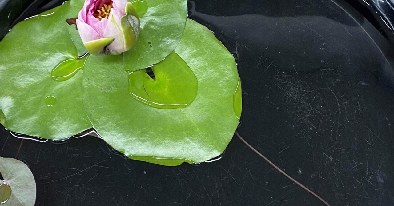 定本 小原流様式集成　第二分冊 写景挿花・夏 秋 定本 小原流様式集成 第二分冊 写景挿花・夏 秋