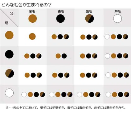 ちょっと寄り道〜続・毛色の話〜|ひでまさねちか
