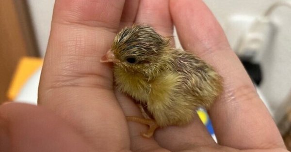 ひめうずら研究室 成鳥用配合飼料 4kg 鳥 餌 ヒメウズラ ひめうずら研究室 成鳥用配合飼料 4kg 鳥 餌 ヒメウズラ ひめ