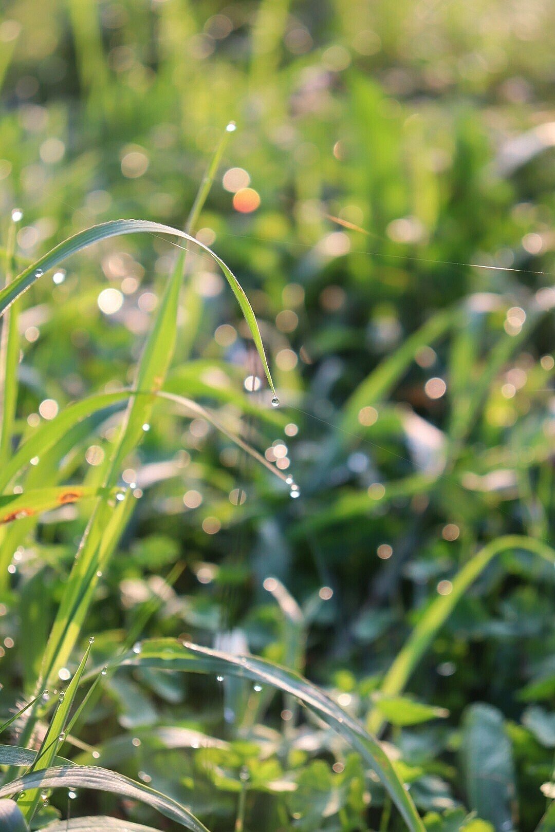 朝露 ひら Note 朝露 ひら Note