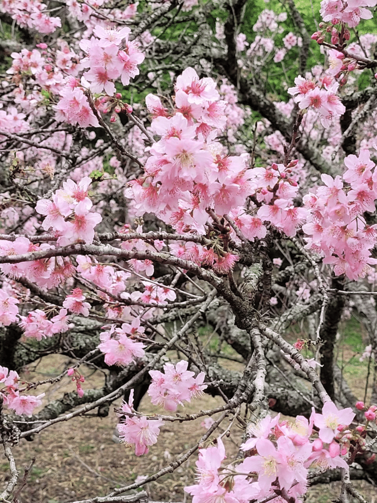 先日の記事　https://note.com/kikko_yy/n/nf96401c2a80a で記しました通り、サンパウロ郊外のカルモ公園で桜祭りが開催中、最終日の本日、行ってみることにしました。