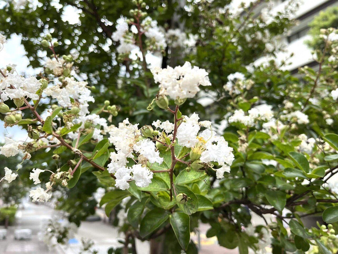 おはようございます 花が小ぶりのせいが いつもさりげなく咲き始める百日紅 サルスベリ その名前の通り 暑さのなかで長いこと存在感を放ちます 百日紅 といえばピンクを思い浮かべますが 白も涼やかで清々 櫻田弘文 ブランディング プロデューサー Note