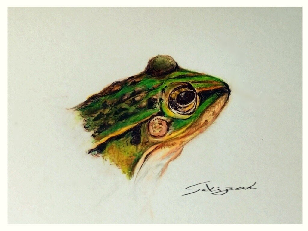 色鉛筆画：カワセミ】｜オーリオ（イラストレーター）