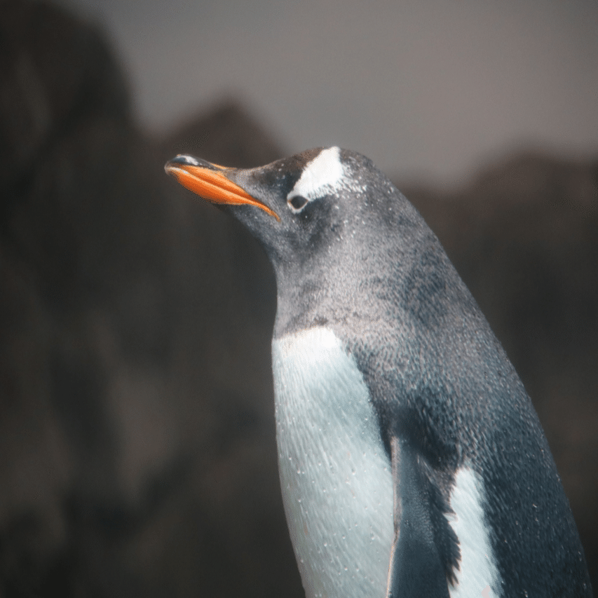 40（アラフォー）からの長崎ペンギン水族館｜熱海ケン