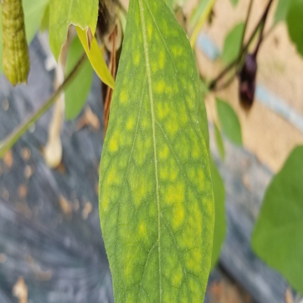 ナス 葉が網目模様で黄色い マグネシウム欠乏 ミライ菜園 Note