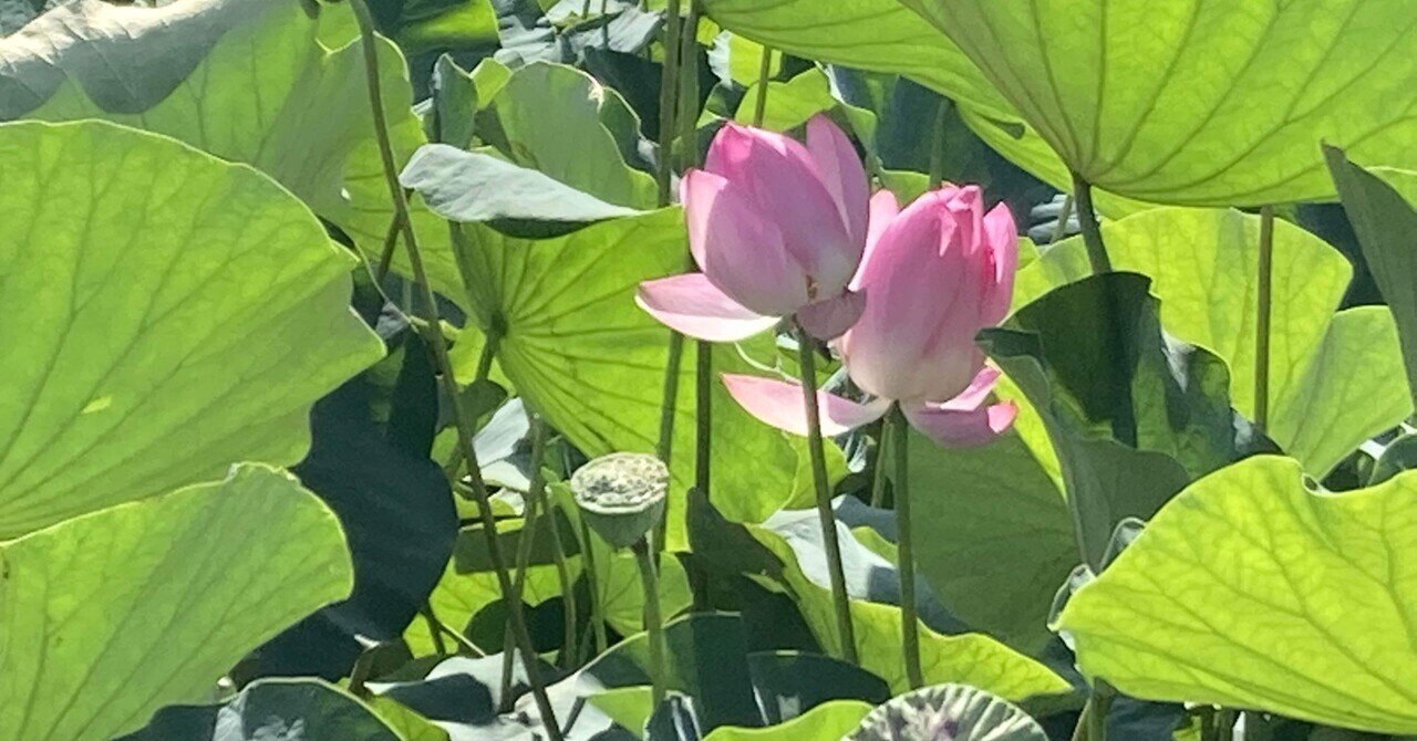 わがなすことはわれのみぞしる ゼロからの氣付き アヲイロカナリヤ Note わがなすことはわれのみぞしる ゼロからの氣付き アヲイロカナリヤ Note