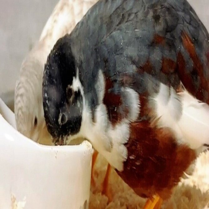 ひめうずら研究室 成鳥用配合飼料 4kg 鳥 餌 ヒメウズラ ひめうずら研究室の餌 成鳥用｜ひめうずら研究室