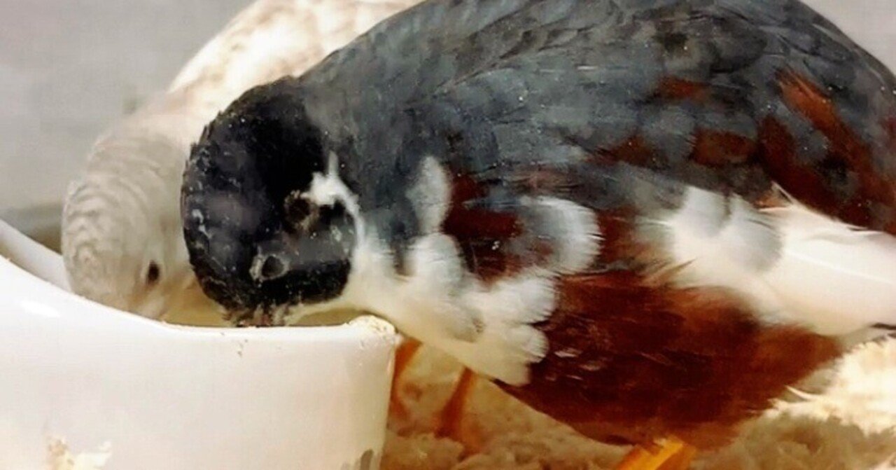 ひめうずら研究室 成鳥用配合飼料 4kg 鳥 餌 ヒメウズラ