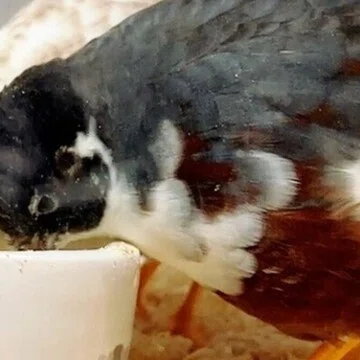 ひめうずら飼育カリキュラム｜ひめうずら研究室｜note