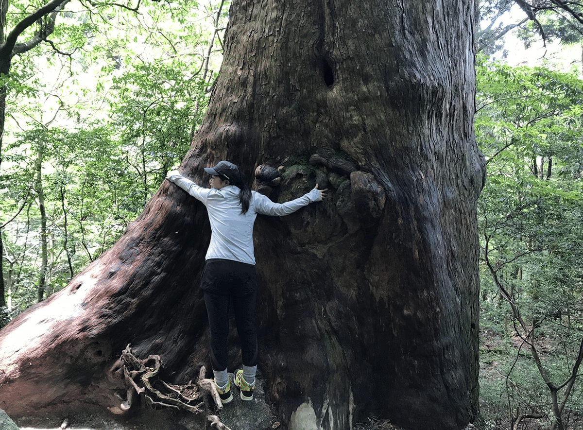 H*n様 屋久杉樹齢1000年以上