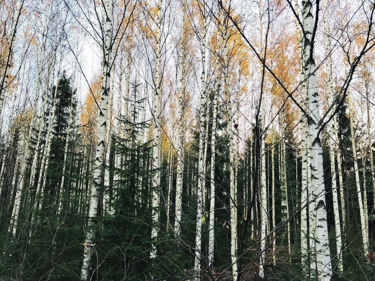 森が呼んでいる １ Minori Note