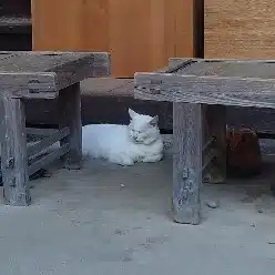 ねこ河川