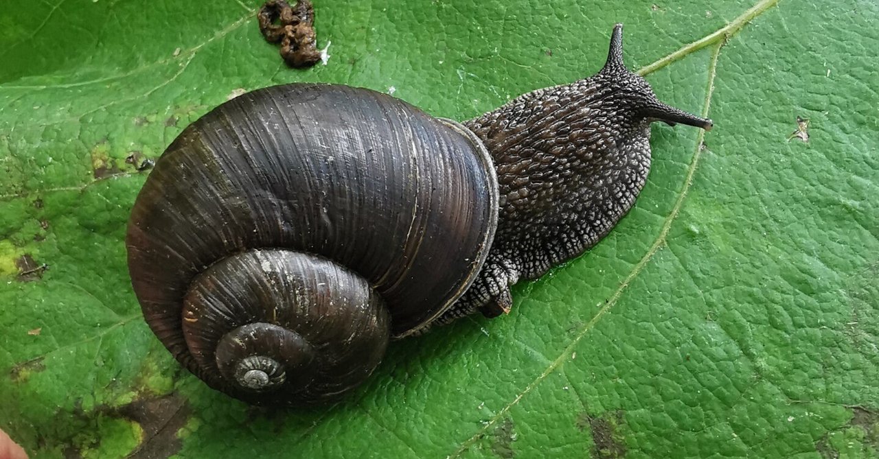 偶然出会った漆黒のマイマイは珍しいマイマイだった｜アサミメーコ