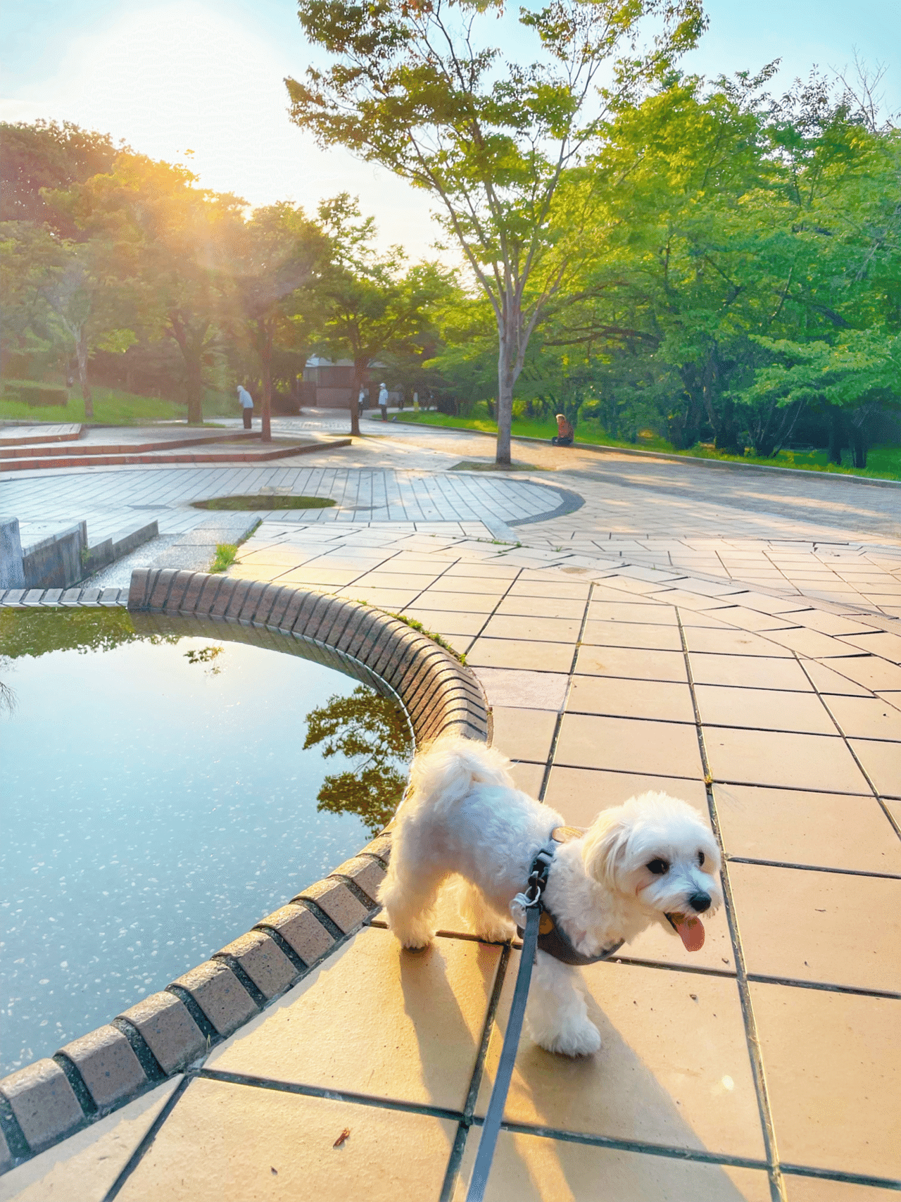 琵琶湖は涼しかったけど 公園の噴水くらいじゃなぁ マルチーズ 犬のいる生活 犬のいる暮らし 我が家のペット自慢 こふく部長 鈴麻呂 Note