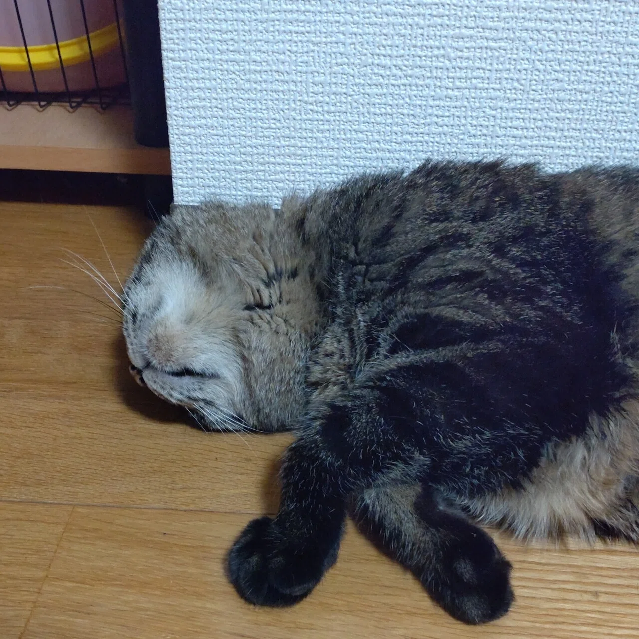 全身キジトラだけど あごの下にちょっとだけ白い毛がある うちに来て10ヶ月 だいぶ無防備な姿を見せてくれるようになった はおん Note