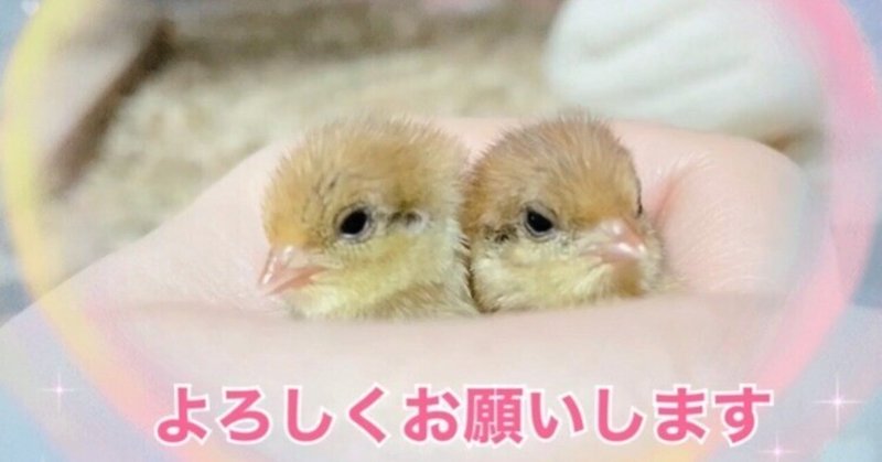 ヒヨコを育てよう 雛の育て方と絶対に気を付けてほしいポイント ひめうずら飼育のノウハウ ひめうずら研究室 Note
