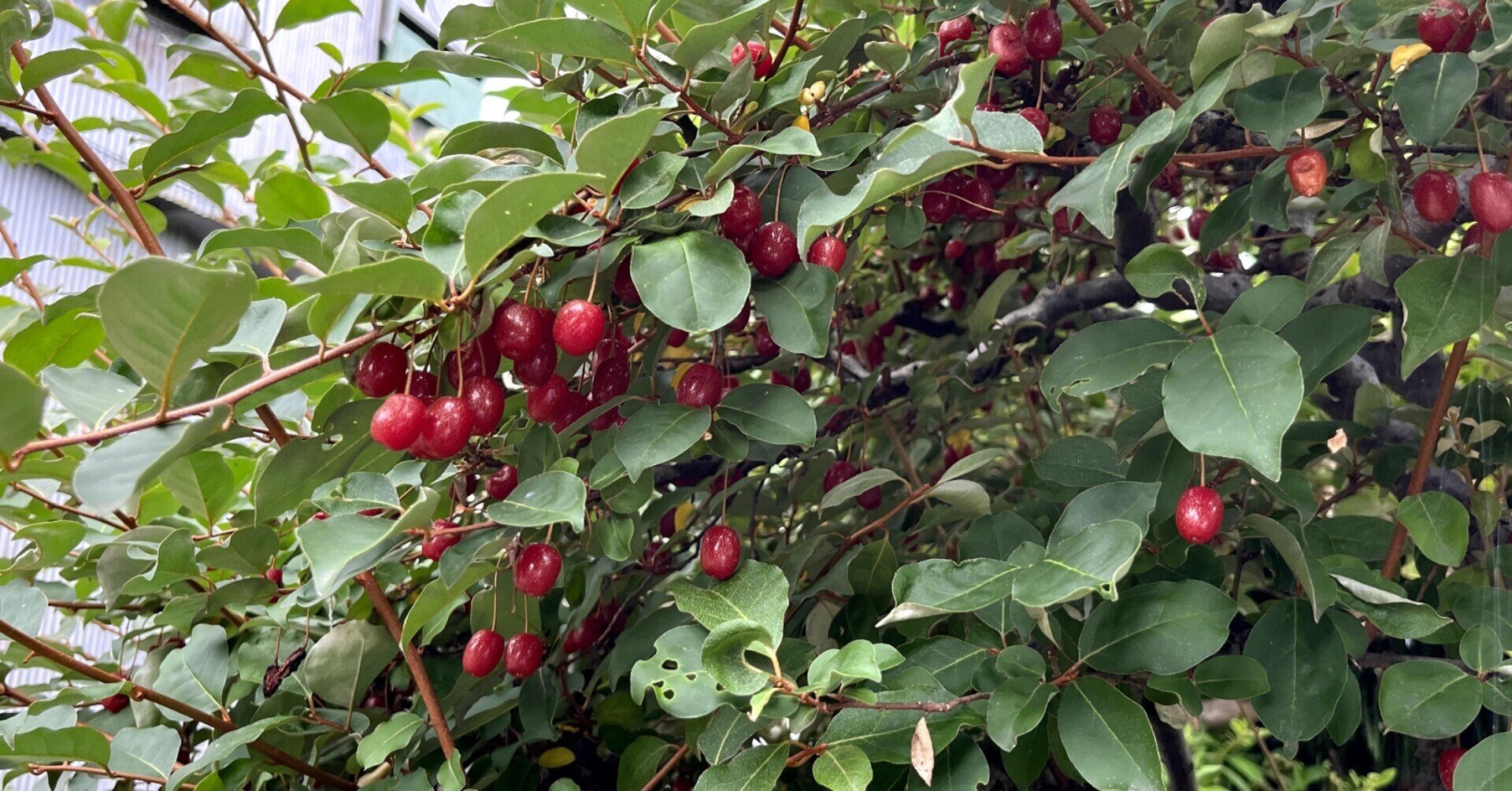 ぐみの実へのあこがれ Merryの作文 Note ぐみの実へのあこがれ Merryの作文 Note