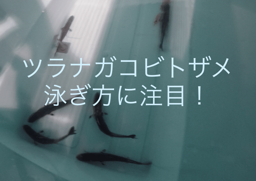 ダルマザメは飼育できるのか シャークジャーナリスト沼口麻子 Note