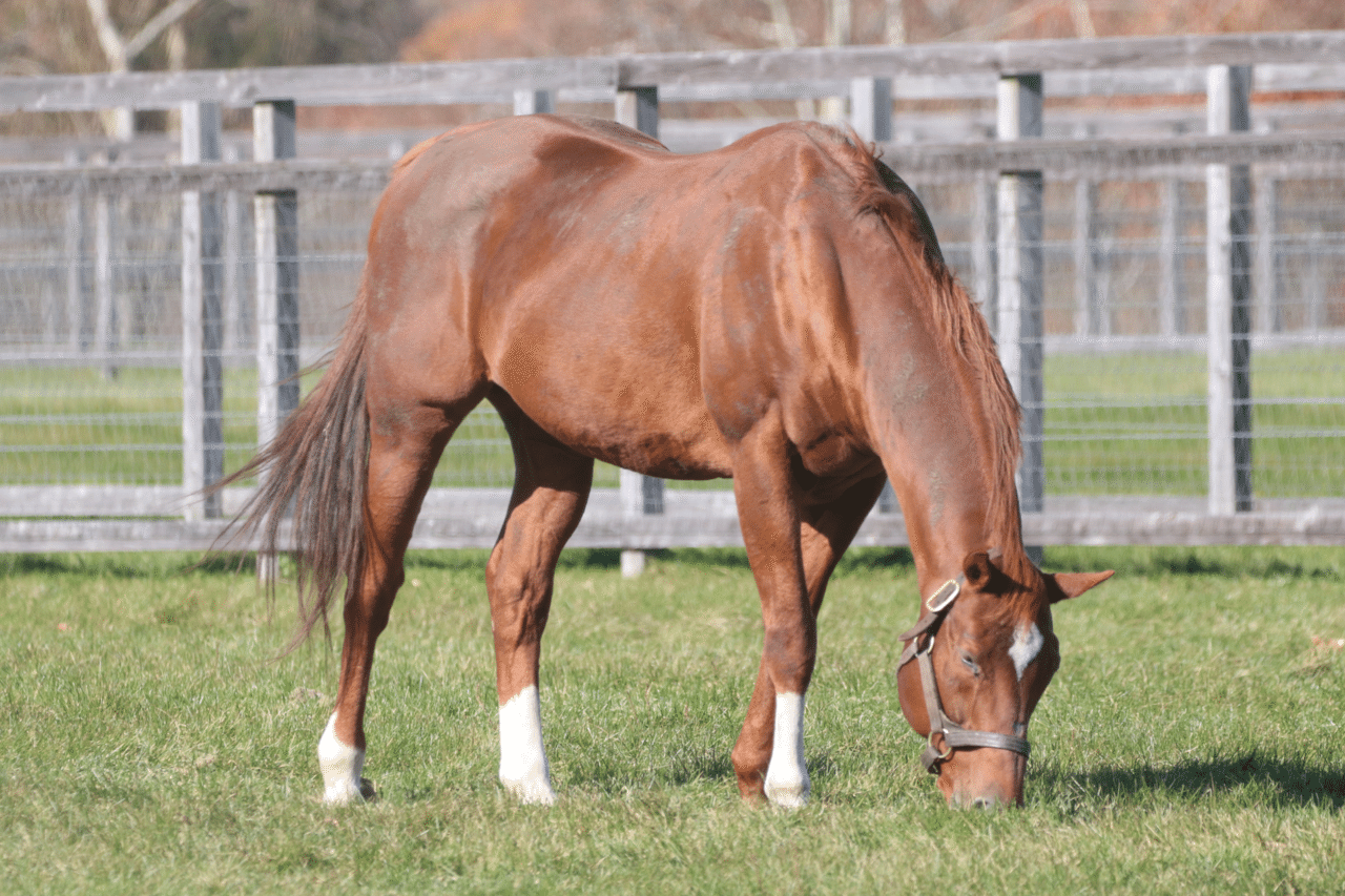 ちょっと寄り道 続 毛色の話 ひでまさねちか Note ちょっと寄り道 続 毛色の話 ひでまさねちか Note