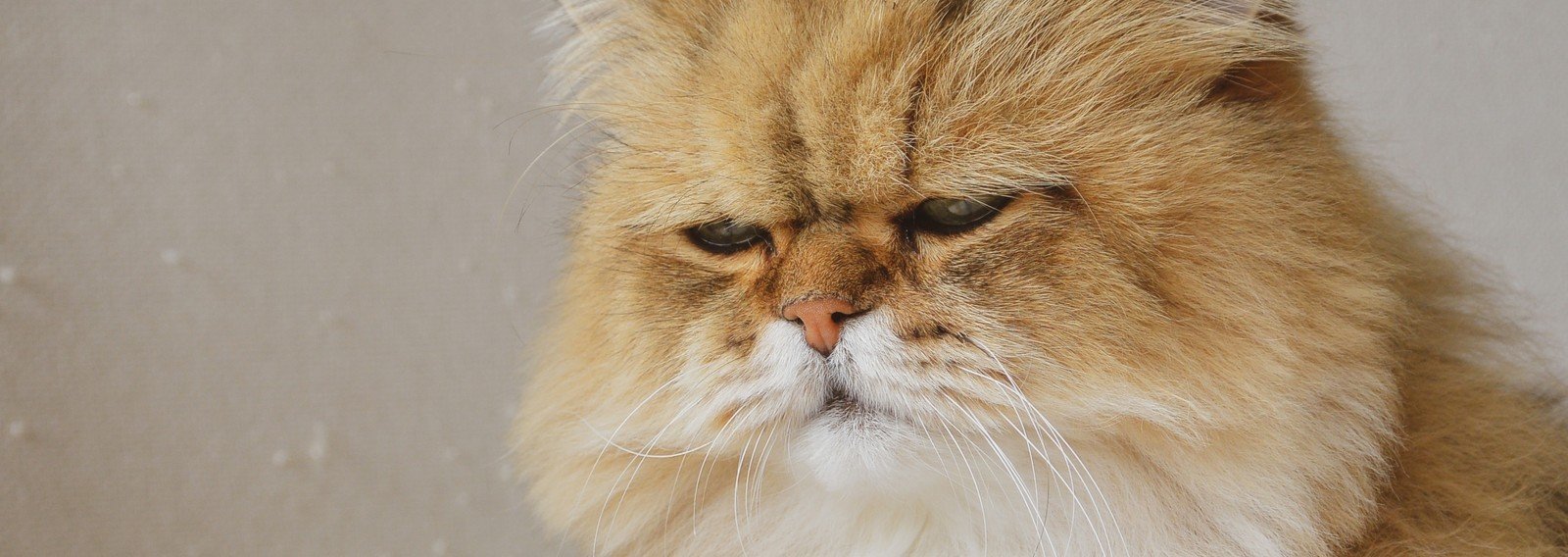 ふーちゃん猫日記 牧野なおき Note