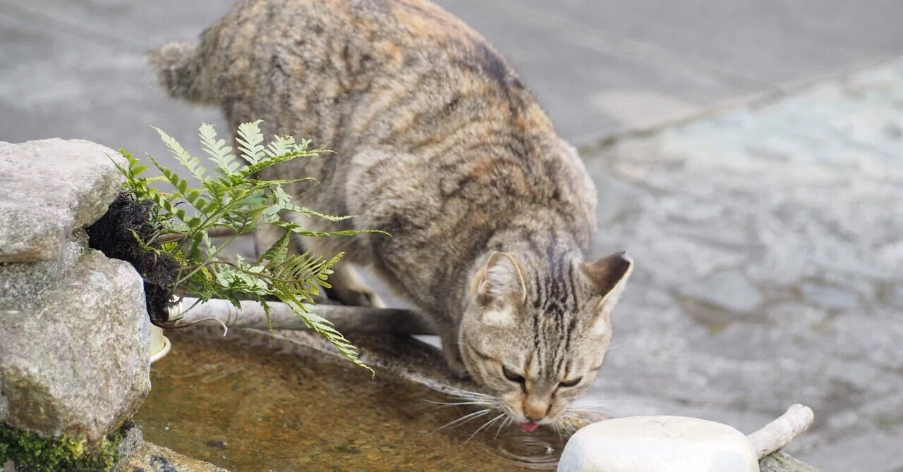 野良猫の手水くすねる残暑かな てまり 十六夜杯で短歌の担当です Note 野良猫の手水くすねる残暑かな てまり 十六夜杯で短歌の担当です Note