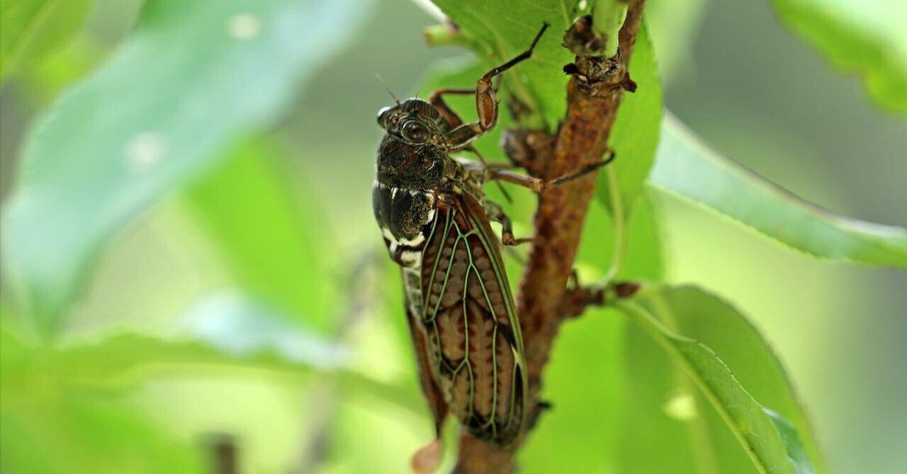 蝉 せみ ゲルゲ Note 蝉 せみ ゲルゲ Note