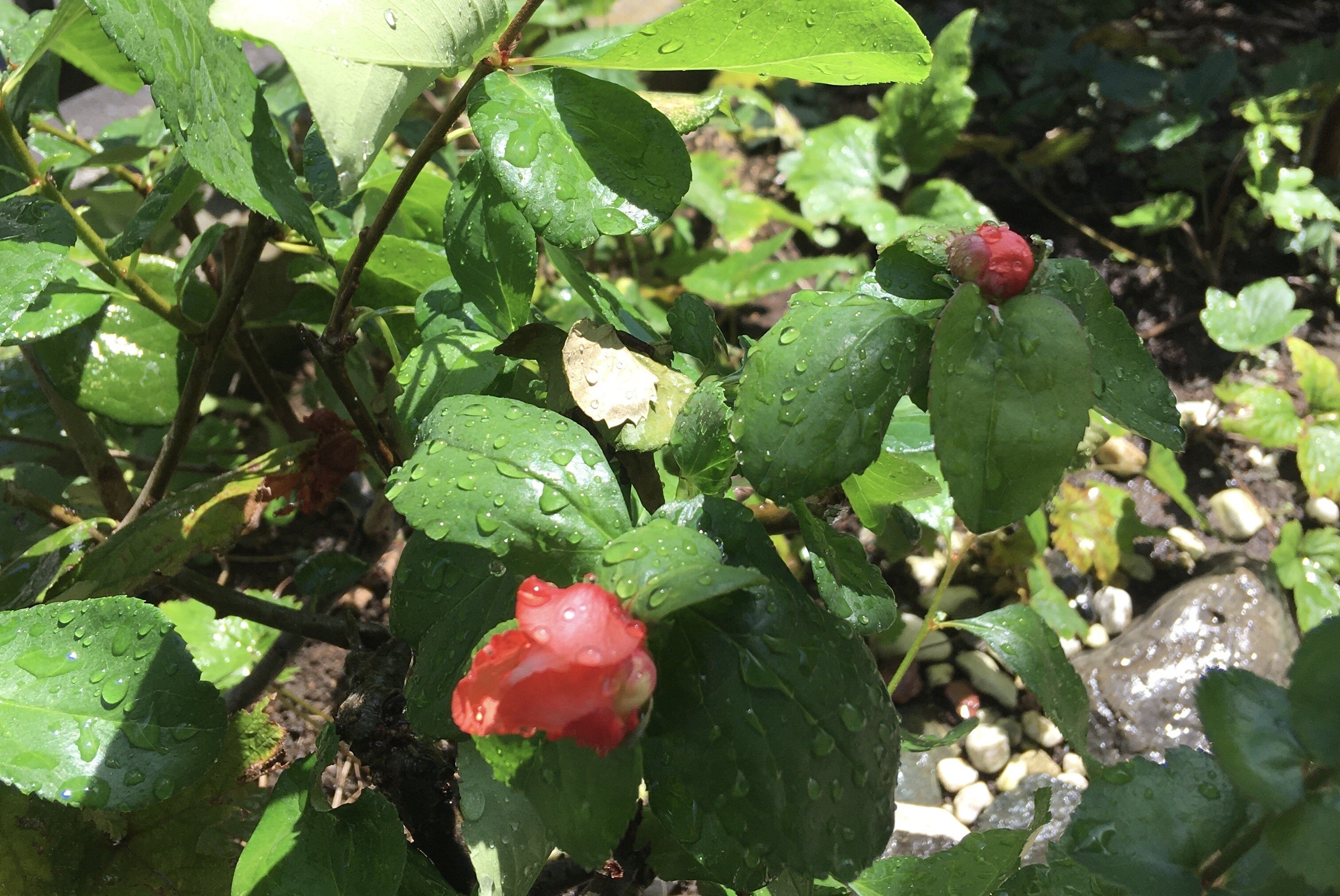 身贔屓| みびいき| 偏袒（對親戚），偏袒，裙帶關係是什麼意思？-日文字典，日文中文（繁體）字典Mazii