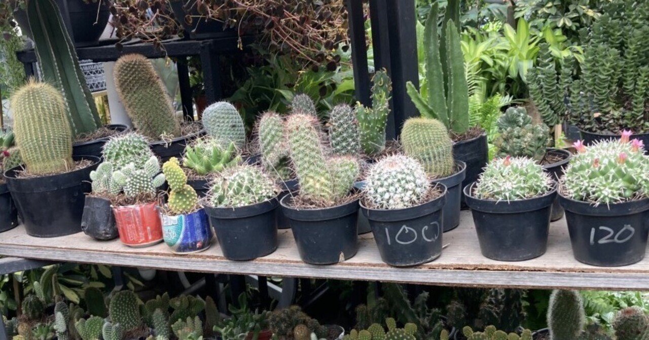メキシコ発 サボテンは未来を変える｜メキシコ暮らし