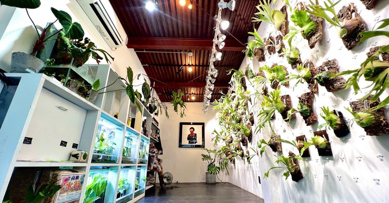 そうだ実店舗やろう」で物件探し。5分で出会ったビカクシダ専門店