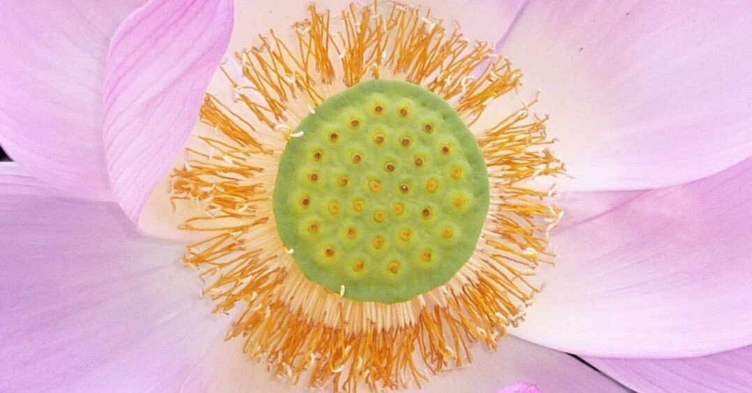 蓮華の中心にあって、それを展開せしめる花托｜Satoru Teshgaura