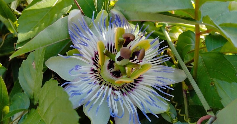 パッションフラワー の新着タグ記事一覧 Note つくる つながる とどける