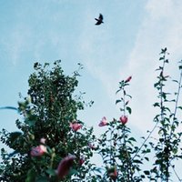 私はまだ勝っても負けてもいないのだ 名人戦を見て本当の 戦い を知ったこと 三浦えり Note