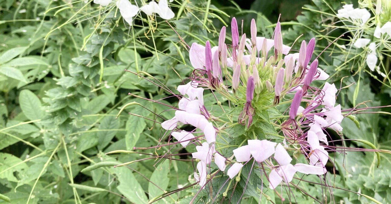 花言葉から考える生き方 クレオメ Saku 目指すは生きるパワースポット Note 花言葉から考える生き方 クレオメ Saku 目指すは生きるパワースポット Note