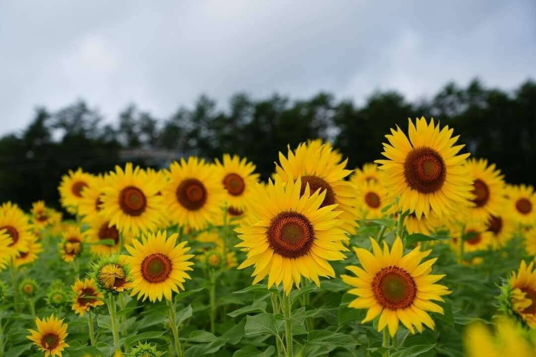 アルコピアひまわり園 満開に近いですよ ８月２１日まで 是非お越しください 飛騨高山 久々野町 アルコピア ひまわり 園 Masahiko Note