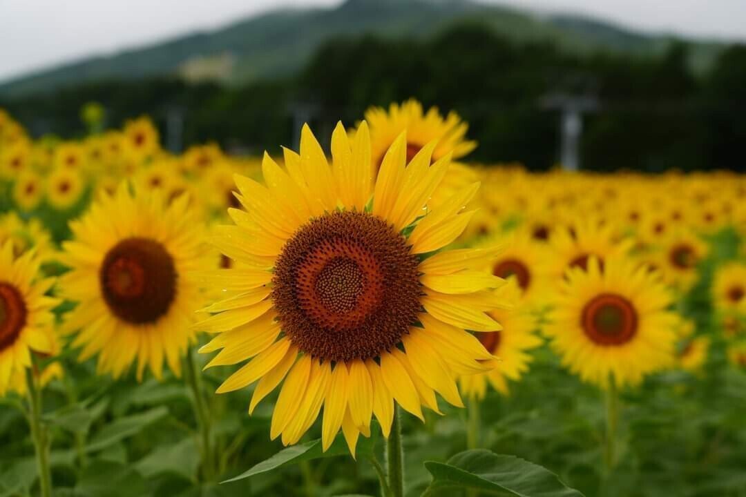 アルコピアひまわり園 満開に近いですよ ８月２１日まで 是非お越しください 飛騨高山 久々野町 アルコピア ひまわり 園 Masahiko Note