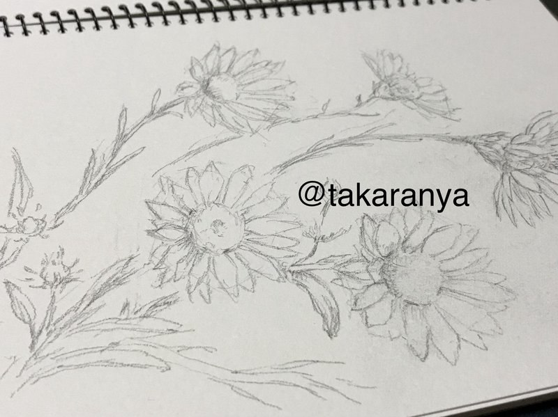 その花の名はヤマジノギク お花の絵メイキングあり たからにゃ イラスト Note