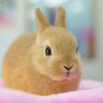 ぶさいくジャンヌ