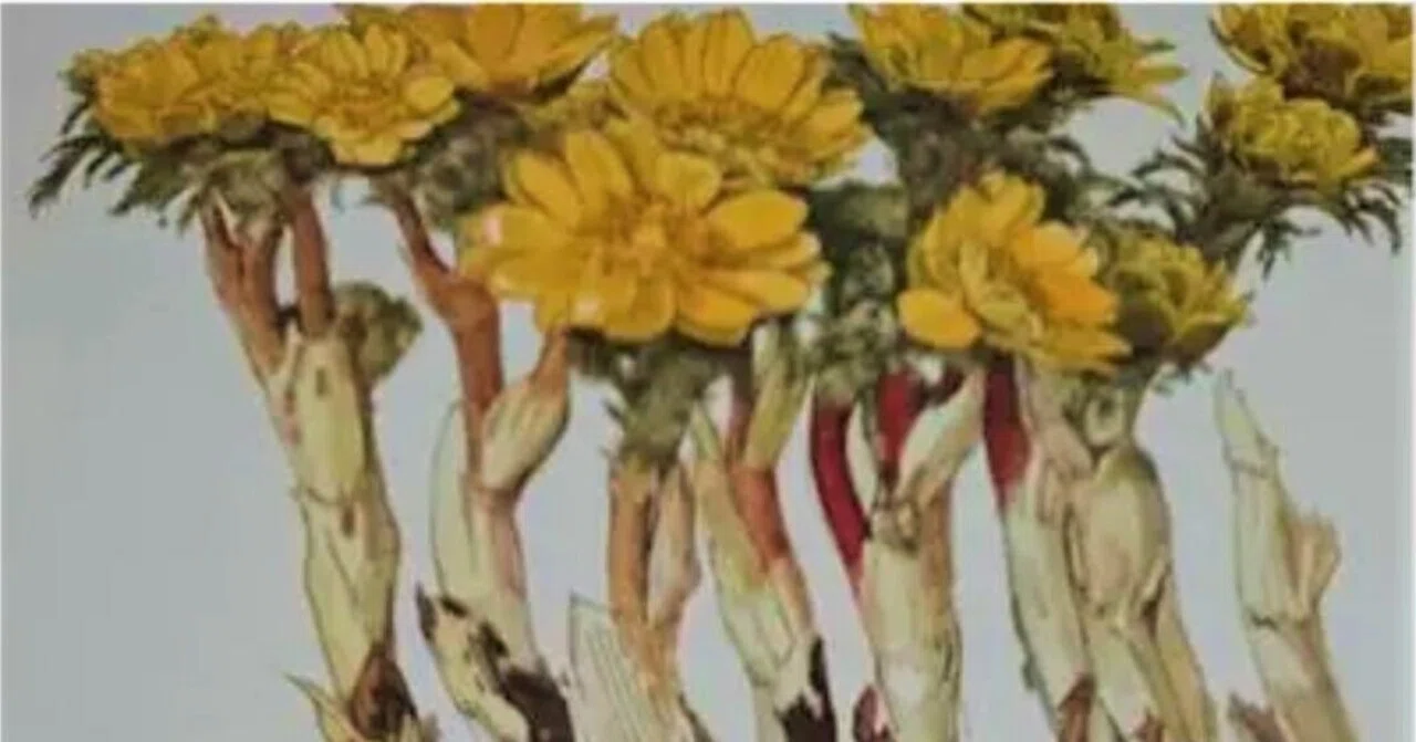 小磯良平、あけび、高級薬用植物画、版上サイン入り、特別売切り 小磯良平、あけび、高級薬用植物画、版上サイン入り、特別売切り